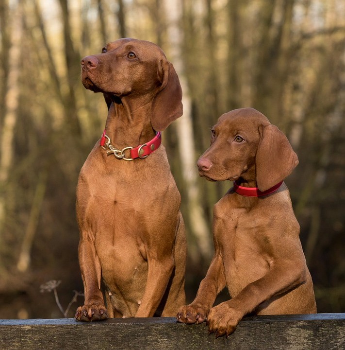 Cornwall District Kennel Club